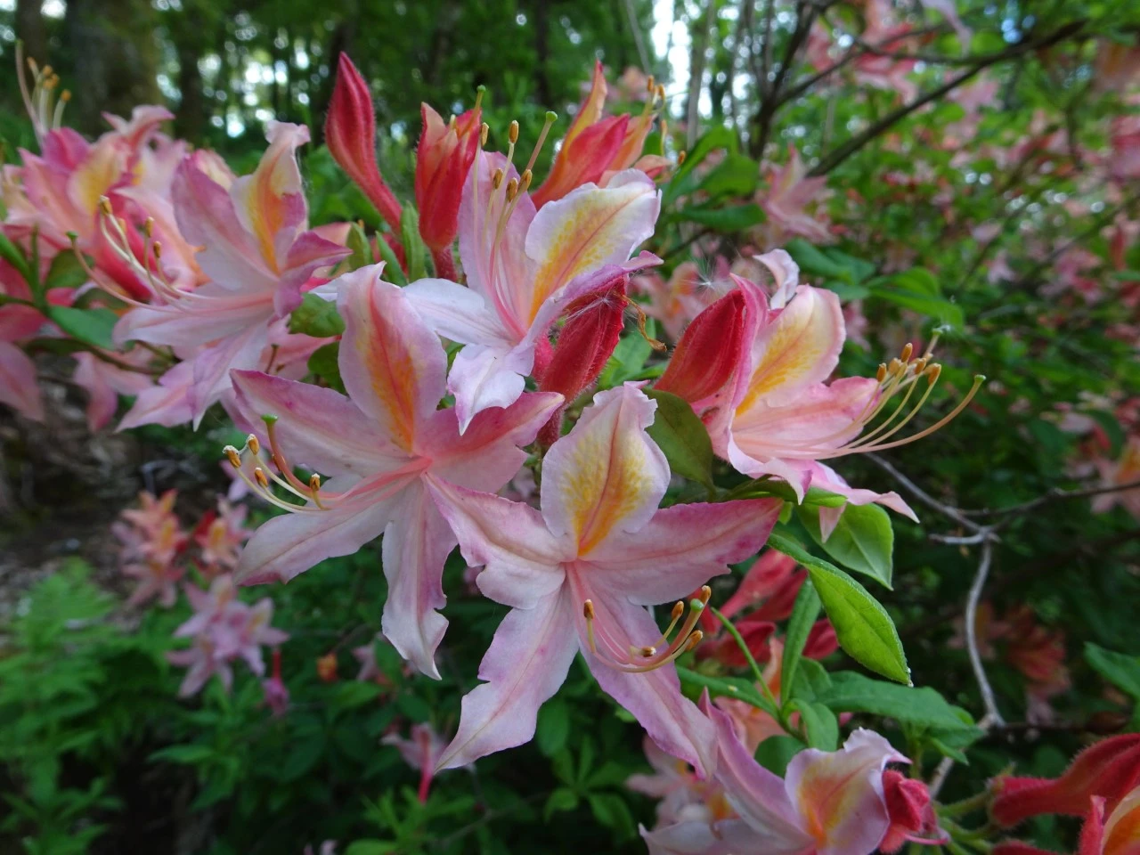 'Tower Beauty'